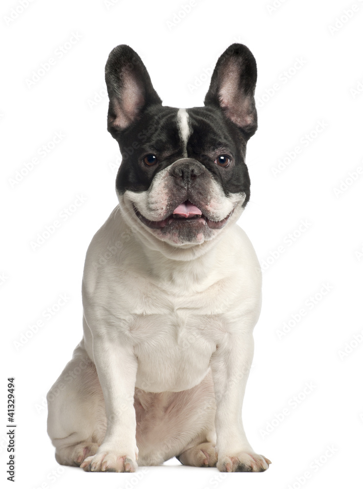 Portrait of French Bulldog, 2 years old, sitting
