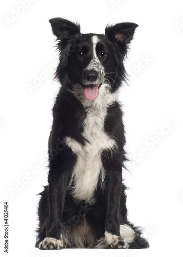 Portrait of Border Collie, 1 year old, sitting