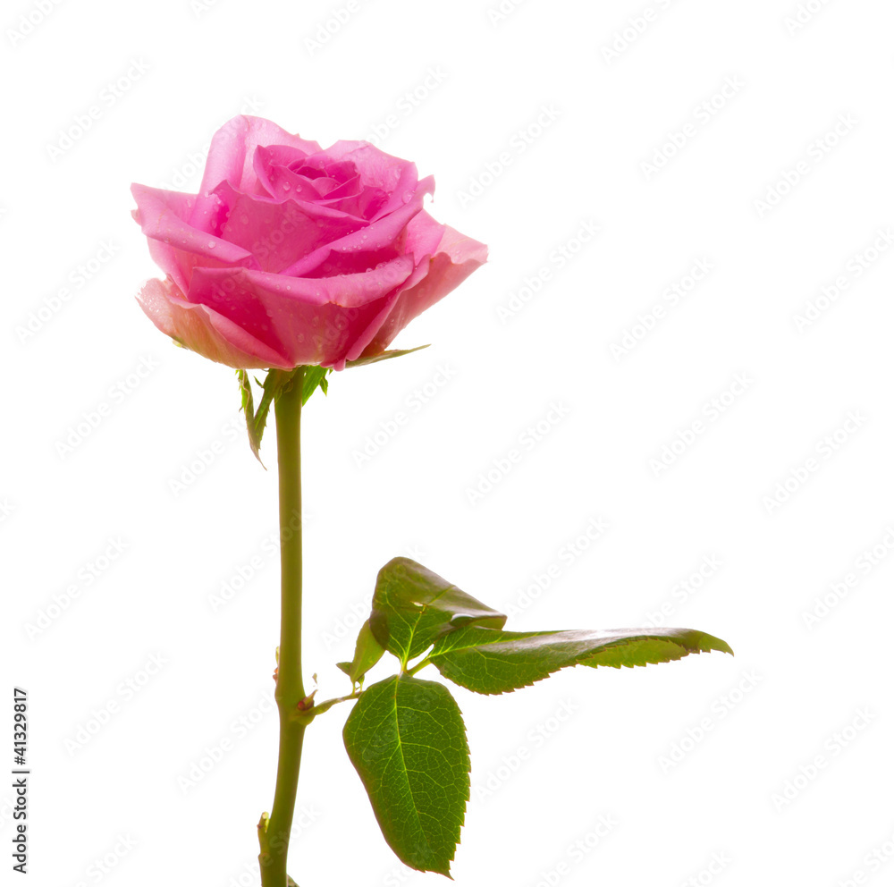 Naklejka premium rose isolated on the white background