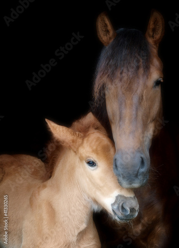 Fototapeta Naklejka Na Ścianę i Meble -  Suffolk Mare and Foal