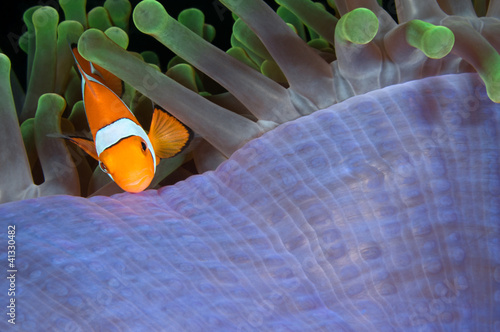 Clownfish, Amphiprion ocellaris
