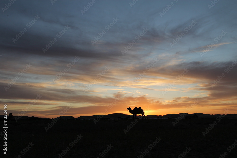 silouette of camel on colorful sunset