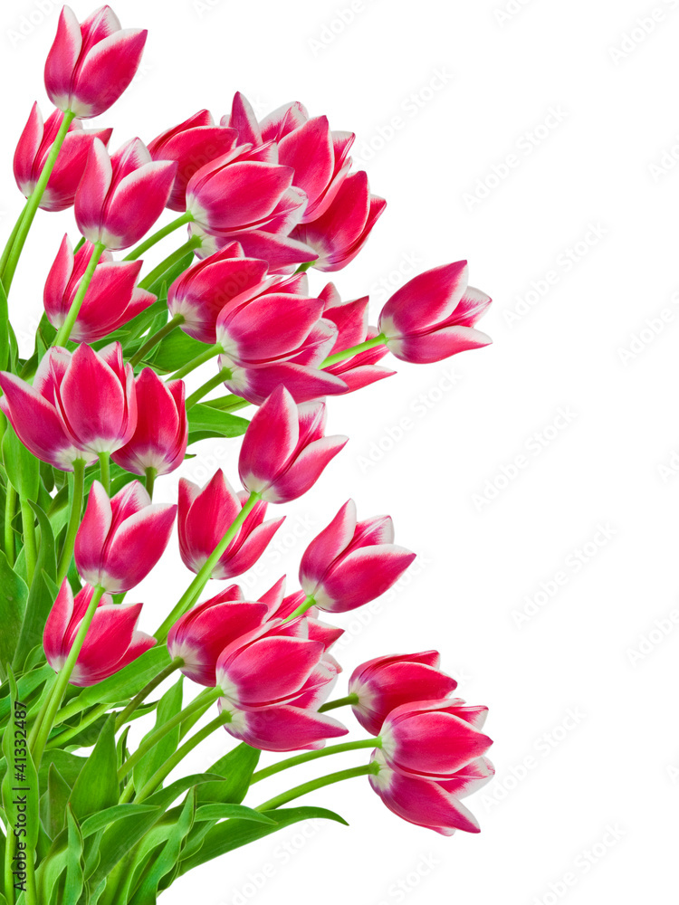 tulips isolated on white background tulips isolated on white background