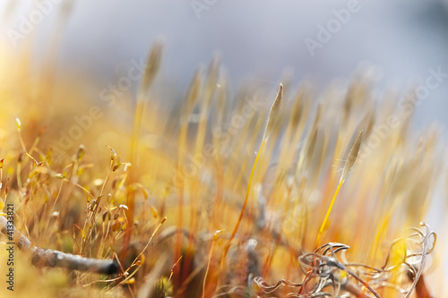 Sprung moss, vibrant photo with shallow depth of field