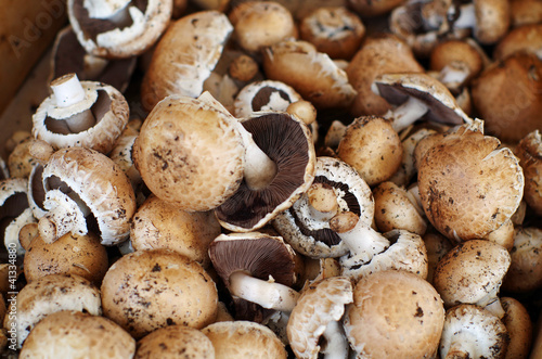 Bin of fresh mushrooms