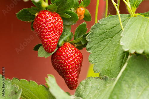 Strawberry plant