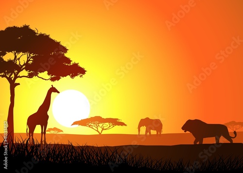 Silhouette of lion family