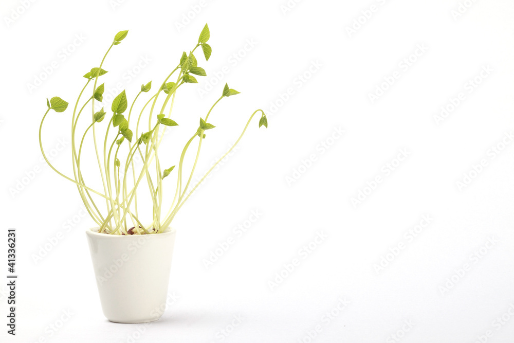 plant sprouts on white little pot