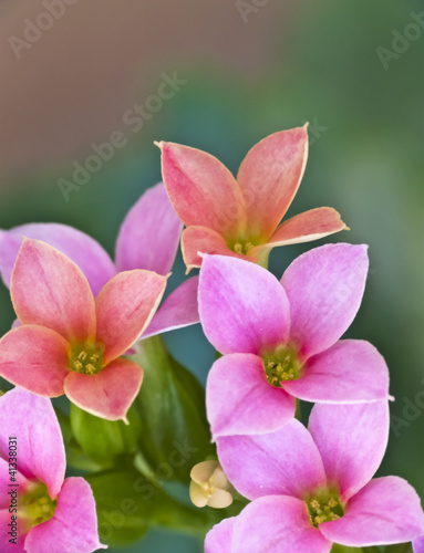 tiny coral-pink and orange flowers