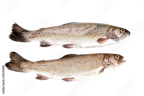 Fresh rainbow trout fish