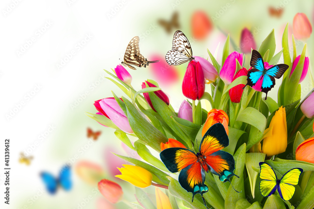 Fototapeta premium Colored tulips flowers with exotic butterflies