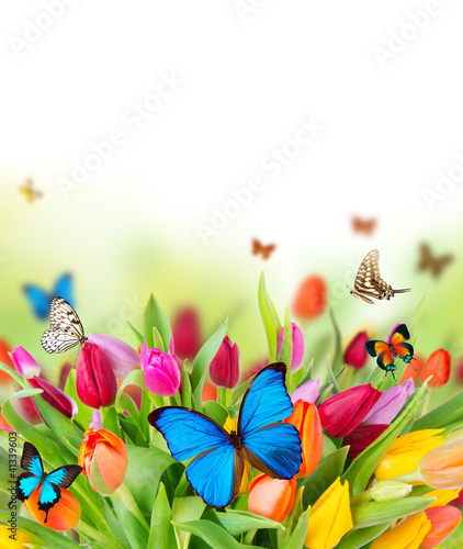 Colored tulips flowers with exotic butterflies