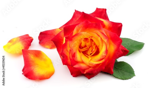 A single beautiful rose