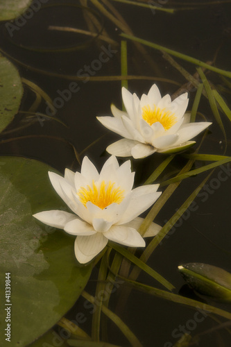 Garden Flowers