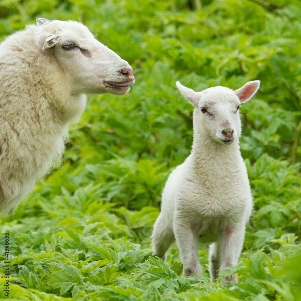 Obraz premium Little lamb