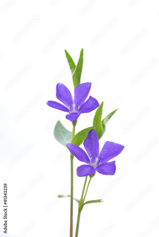 Kleines Immergrün (Vinca minor) Kleines Immergrün (Vinca minor)