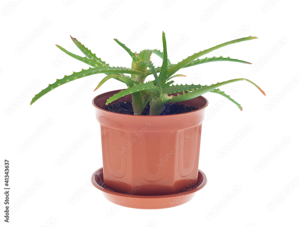 Aloe cactus Aloe cactus