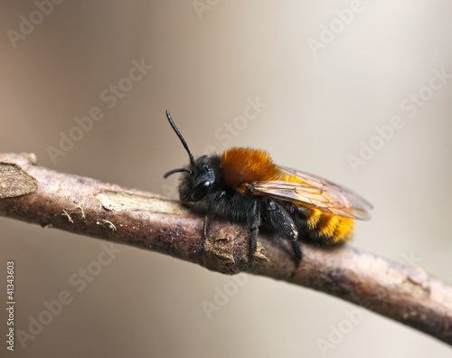 Tawny Mining Bee