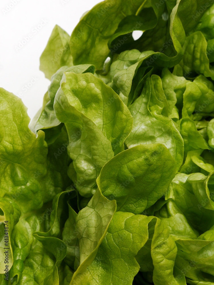 Grüner Eichblattsalat. Gartensalat (Lactuca sativa). Grüner Eichblattsalat. Gartensalat (Lactuca sativa).
