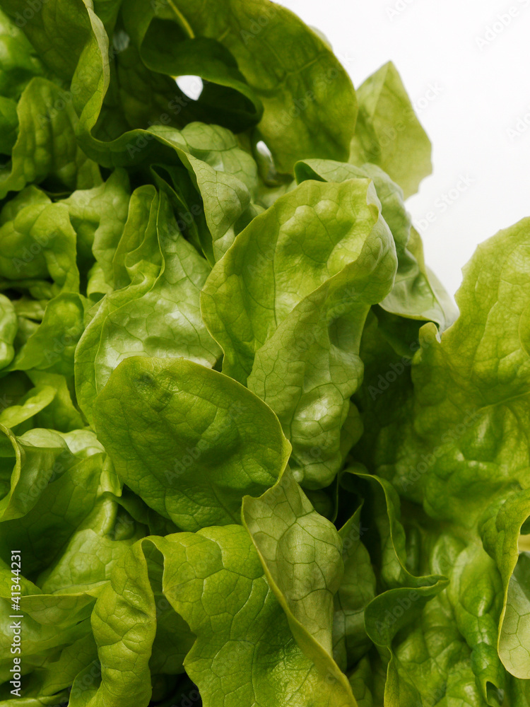 Grüner Eichblattsalat. Gartensalat (Lactuca sativa). Grüner Eichblattsalat. Gartensalat (Lactuca sativa).