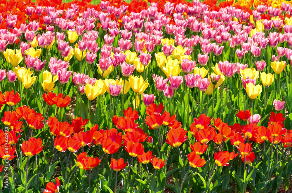 Spring field with colorful tulips