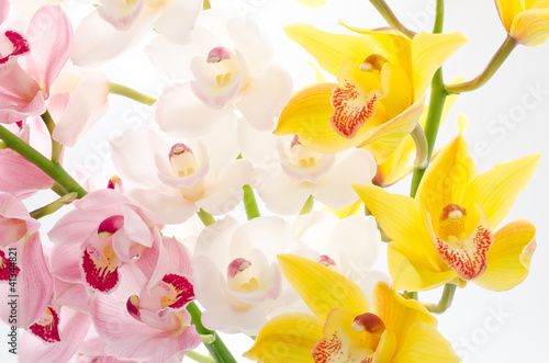 Fototapeta Naklejka Na Ścianę i Meble -  三色のシンビジウムの花