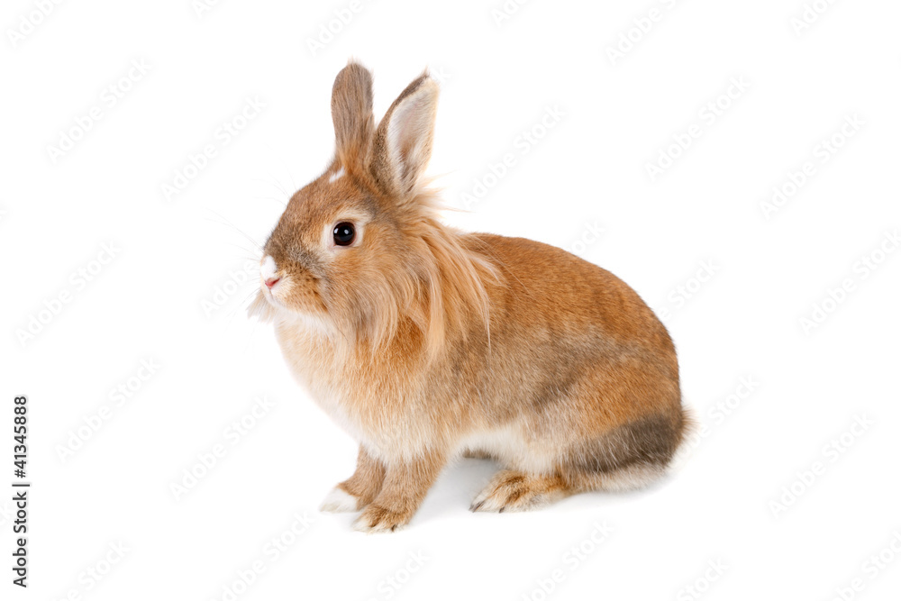 Obraz premium Rabbit