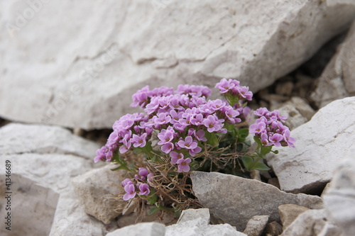 Italien - Südtirol photo