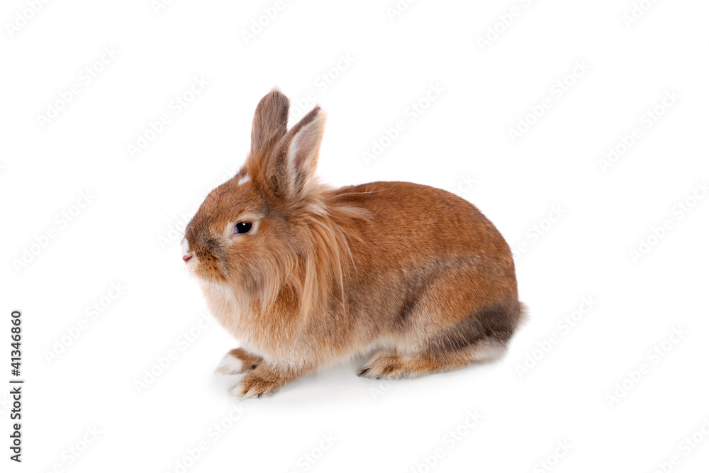 Fototapeta premium Cute little rabbit