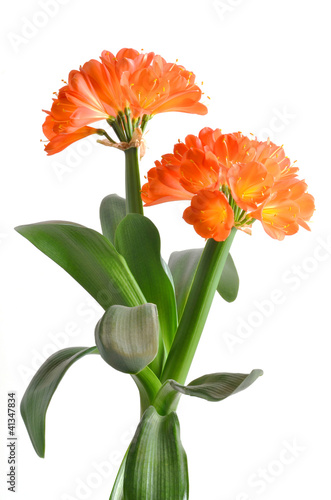 Beautiful kafir lily