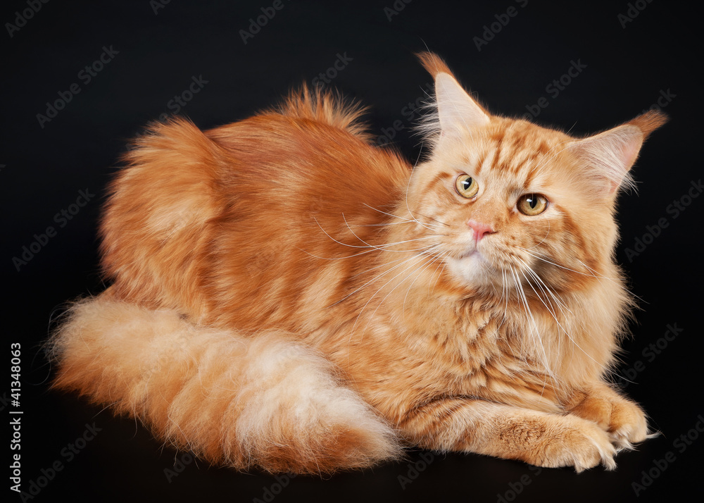 american maine coon cat on black background