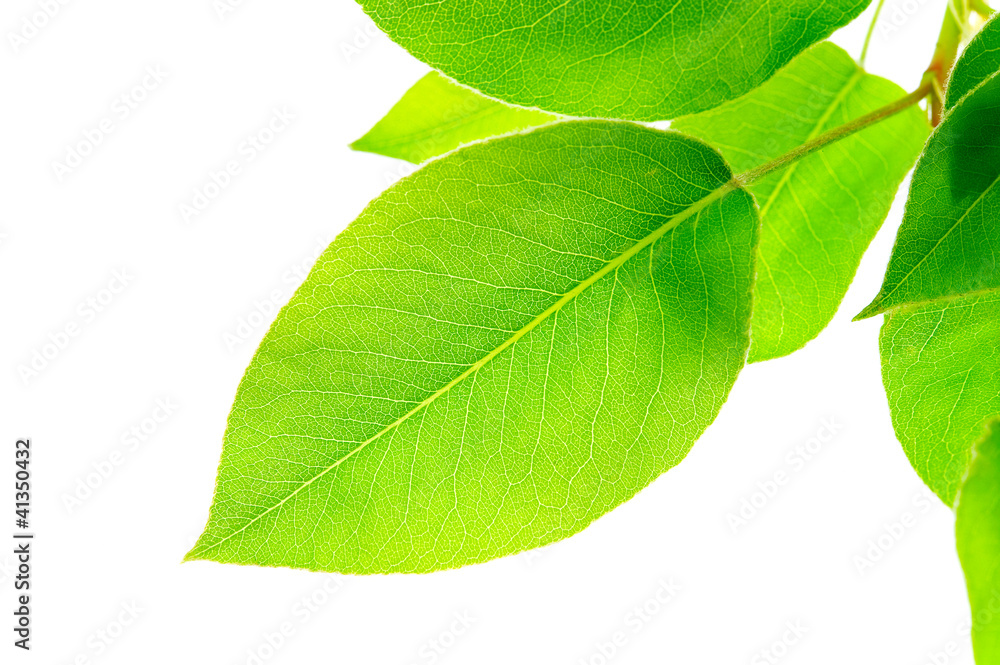 Obraz premium Green leaves isolated on white background
