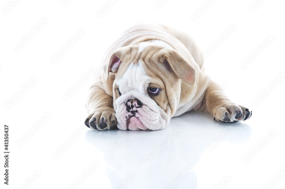 Cute english bulldog puppy isolated