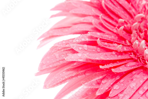Pink petals of flower with drops of water