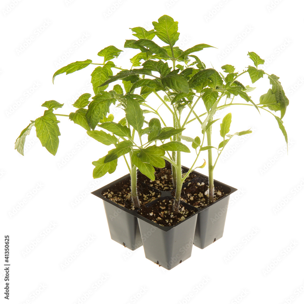 Tomato seedlings ready for transplanting square Tomato seedlings ready for transplanting square