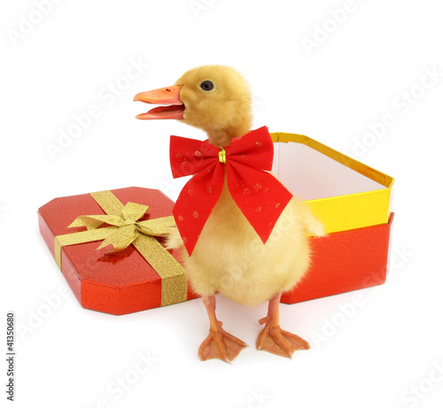 Wallpaper Mural Duckling young baby duck as gift pet Torontodigital.ca