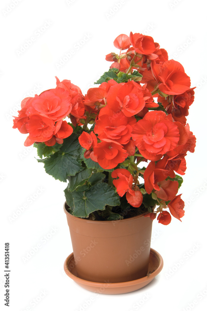 The red blossoming begonia The red blossoming begonia