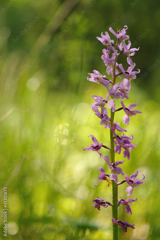 Violet orchid on meadow Violet orchid on meadow