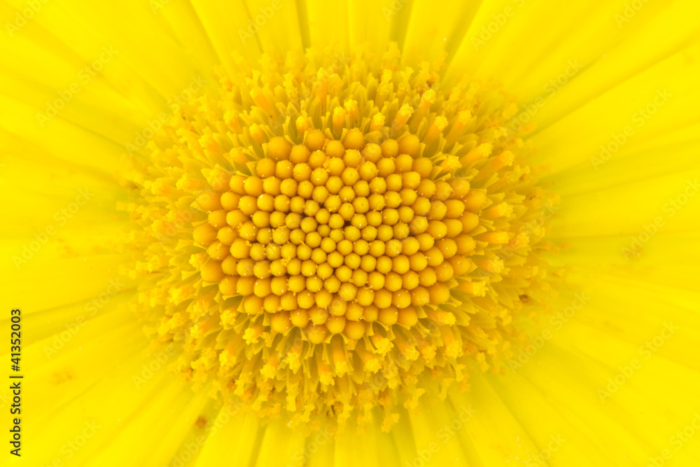 Close-up shot of yellow daisy flower Close-up shot of yellow daisy flower