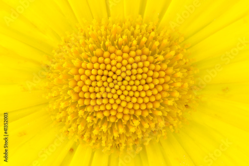 Close-up shot of yellow daisy flower