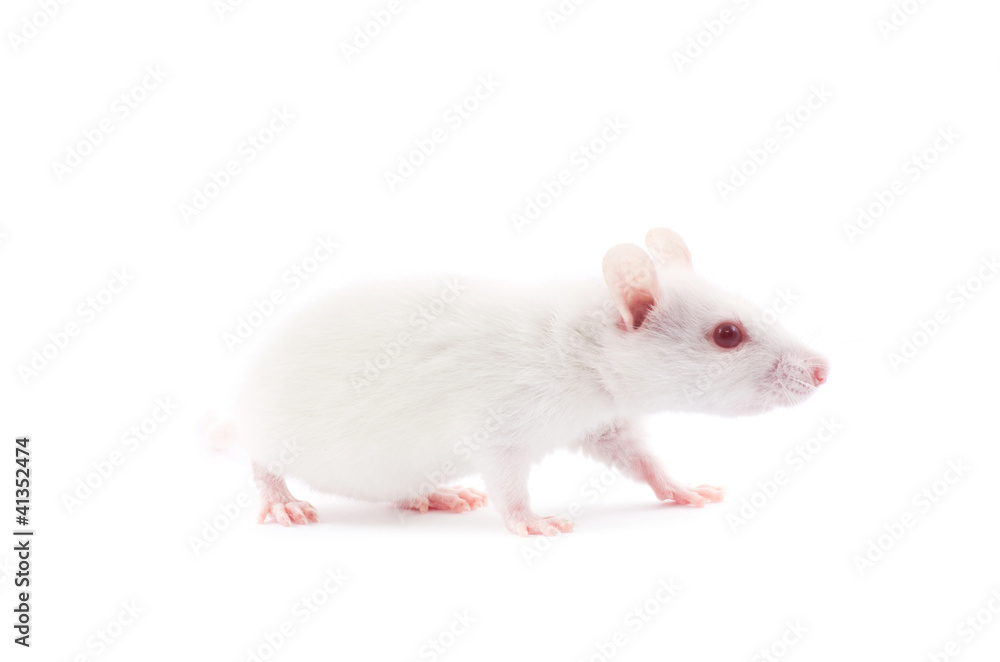 white rat white rat