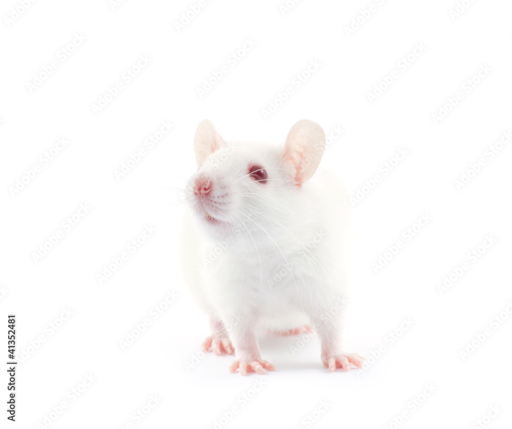 rat