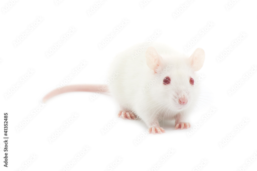 rat rat