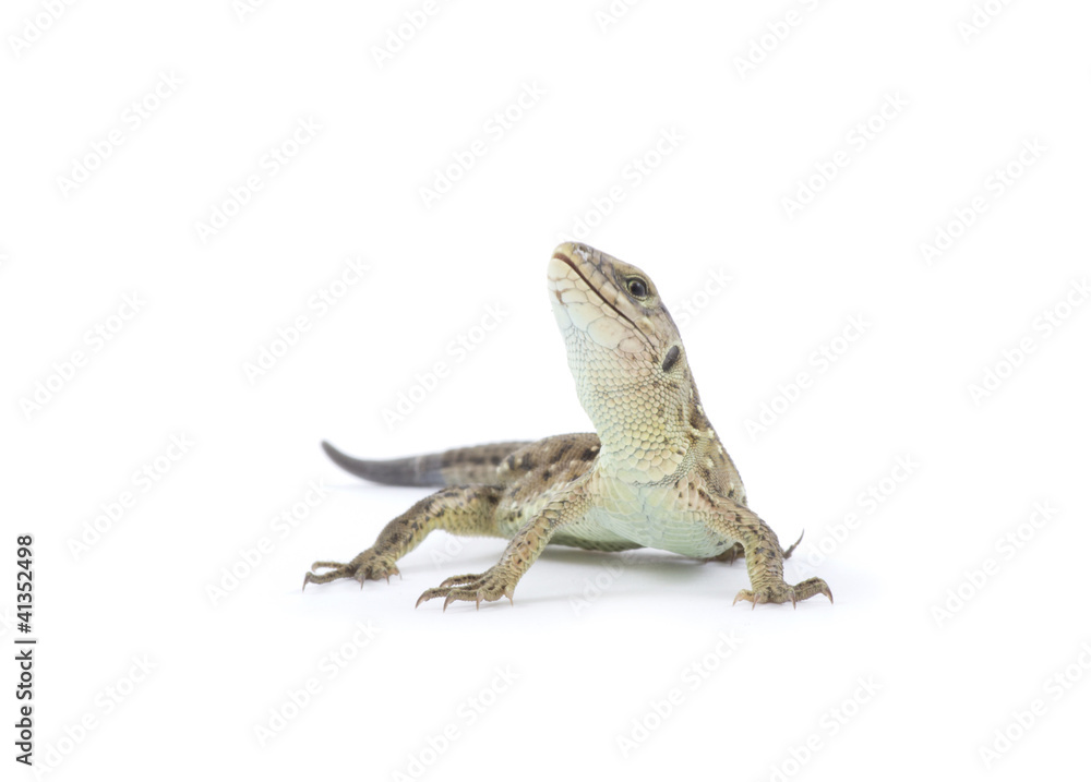 Obraz premium lizard