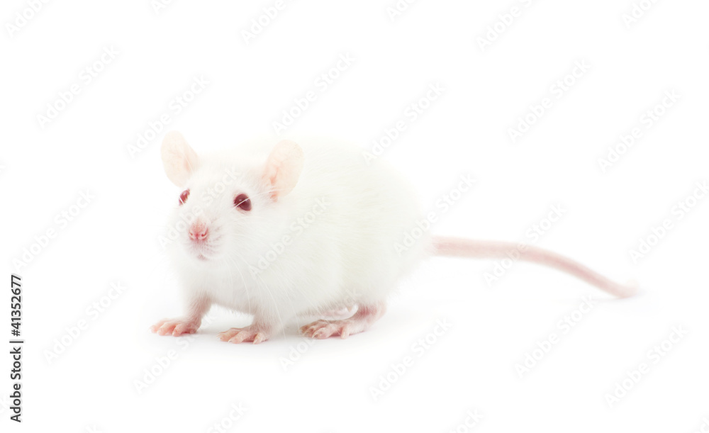 rat rat