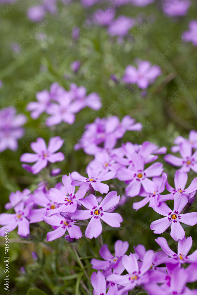 pink phlox pink phlox