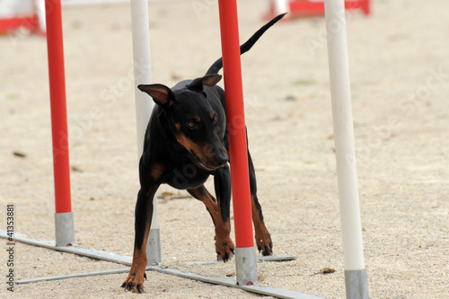 Obraz na plátně Manchester Terrier in agility