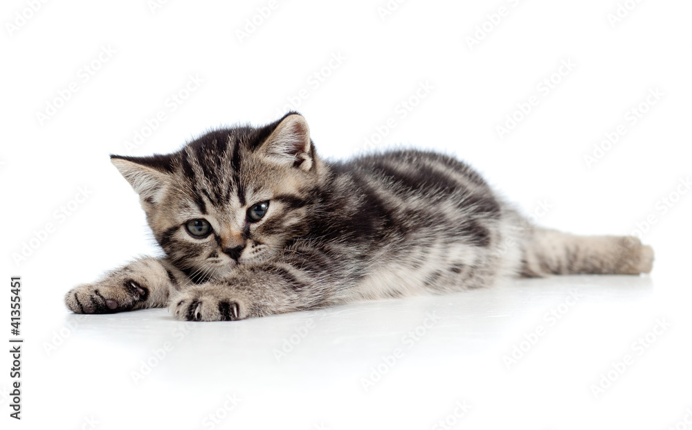 Fototapeta premium cute baby kitten lying on floor