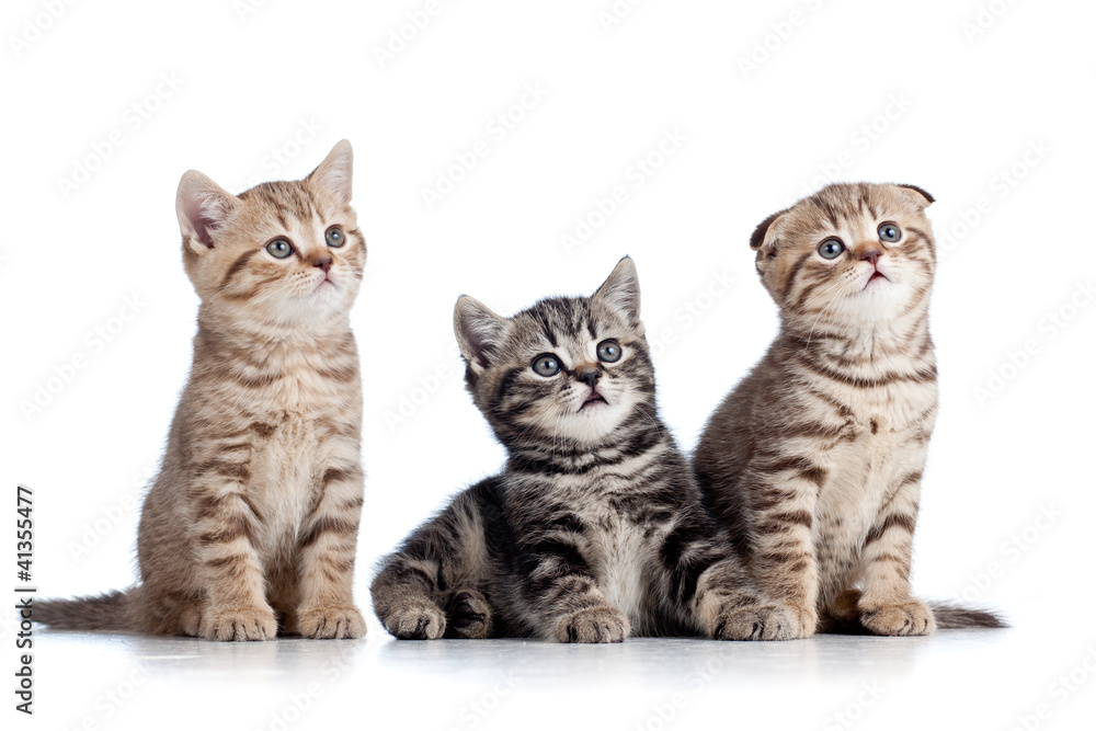 three funny Scottish kittens isolated on white background