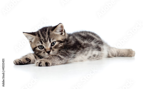cute baby kitten lying on floor